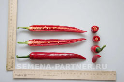 Перец острый Флорентина - Партнер фото 4