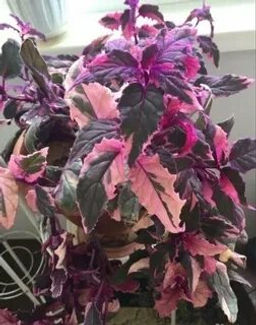 6efa53e110db0946e32e8b810a6042cd2flixt1xqacmf76ouk