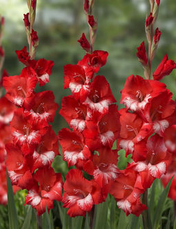 ГЛАДИОЛУС Гельветия Разбор 10/12 Кол-во упак., шт 10