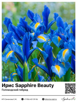 Ирис Sapphire Beauty (Голландский гибрид)