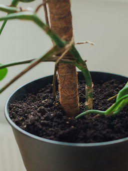 Опора для комнатных цветов, h=60 см, d=2.5 см, пластик, кокосовая оплётка, Greengo  фото 4