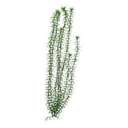Растение Plant 004 Элодея зелёная 30 см PLANT 004/30