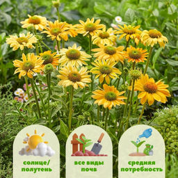 Эхинацея Меллоу Еллоу - Долина роз фото 2