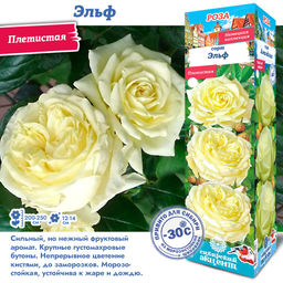Роза Эльф (Плетистая) 1шт
