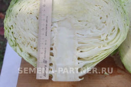 Капуста белокочанная среднепоздняя Агрессор - Партнер фото 7