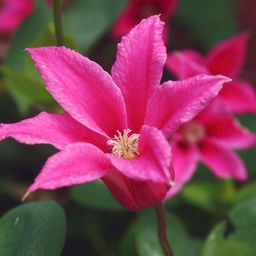 КЛЕМАТИС Принцесс Оф Уэйльс Разбор I Кол-во упак., шт 2