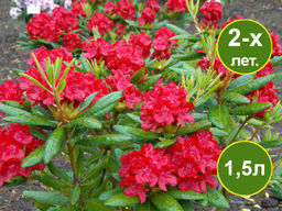 Рододендрон Busuki (Бузуки)