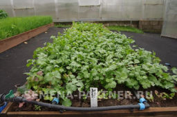 Кориандр Карибе - Партнер фото 6