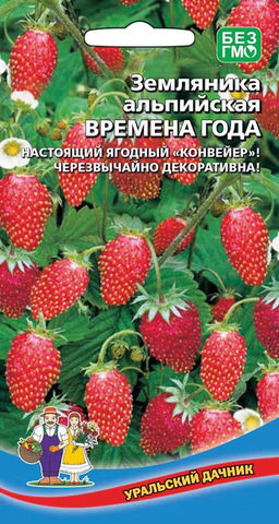 Земляника ВРЕМЕНА ГОДА Настоящий ягодный конвейер! Чрезвычайно декоративна!