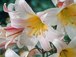 Лилия Регале - Долина роз фото 2