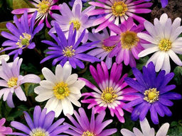 Анемона Blanda-Mix (Бланда Микс) 10шт