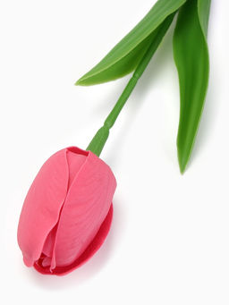 Мыльный розовый тюльпан в коробке - SB BEAUTY фото 3