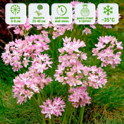 Лук декоративный Розеум