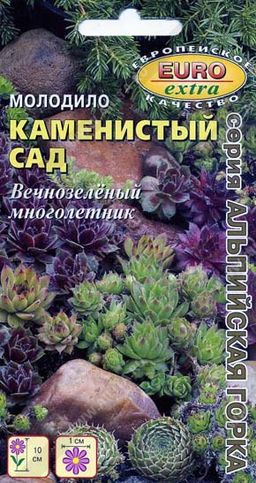 Молодило Каменистый сад, смесь --- А/З Мн