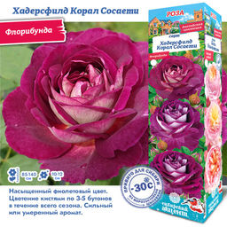 Роза Хадерсфилд Корал Сосаети (Флорибунда) 1шт