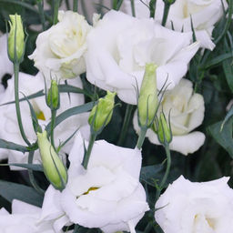 6285U Эустома крупноцветковая Арена F1 II Килиманджаро 5шт