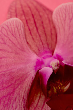 PINK FLAMBE EDT 90 ML / 3.04 oz - Zara фото 6