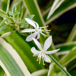 Хлорофитум вариегата - Долина роз фото 5