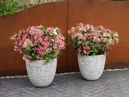 Гортензия метельчатая Полистар - Долина роз фото 2