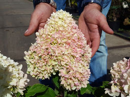 Гортензия метельчатая Литл Фреско - Долина роз фото 2