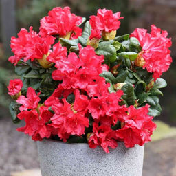 Рододендрон Скарлет Вондер