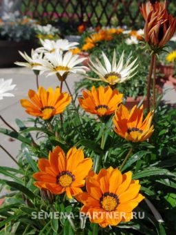 Гацания Майами Бич Микс - Партнер фото 3