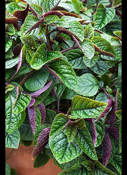 Плектрантус Nico - 1000корней фото 2