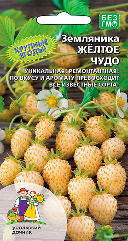 Земляника ЖЁЛТОЕ ЧУДО Крупные ягоды! Уникальная! Ремонтантная! По вкусу и аромату превосходит все известные сорта!