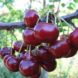 Вишня Английская ранняя - Долина роз фото 2