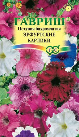 Эрфутские карлики петуния бахромчатые 7шт (г)