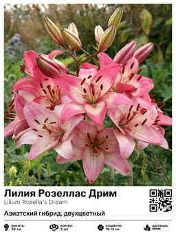 Лилия Rosellas Dream (Азиатский гибрид, двухцветный) - Голландские луковицы фото 2