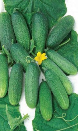Огурец ДИВНОЕ ДИВО F1 Супер урожай! Пучковый! Сладкий, с нежным ароматом!