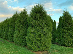 Туя западная Брабант
