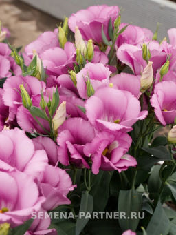 Эустома карликовая лиловая Мисс Шарли - Партнер фото 4