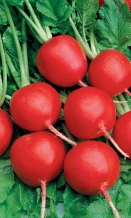 Редис ГЕНЕРАЛЬСКИЙ  Не образует пустот, не дрябнет и не грубеет! Настоящий генерал ваших грядок!