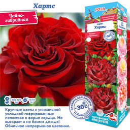 Роза Хартс (Чайно-гибридная) 1шт