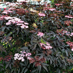 Бузина черная Блэк Бьюти