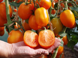 Томат Фараденза - Партнер фото 6