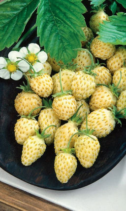 Земляника АНАНАСНАЯ ДРАЖЕ  Можно выращивать в комнате! Ремонтантная! Ягоды сладкие, с ананасовым вкусом и ароматом, тают во рту!