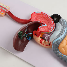 Анатомическая модель «Макет пищеварительной системы человека», 90×32 см