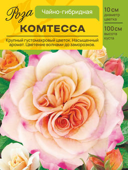 Роза Комтесса (Чайно-гибридная) С ЦВ.НАКЛЕЙКОЙ 1шт