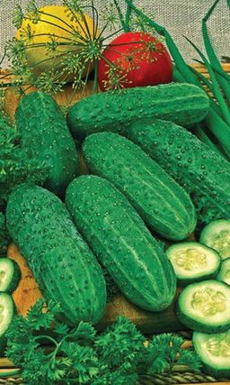 Огурец ХИТ СЕЗОНА F1 Надёжный скороспелый гибрид! Пучковый! Плодоносит до поздней осени!