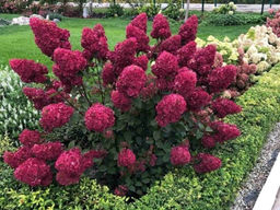 Гортензия метельчатая Samarskya Lydia/ Framboisine