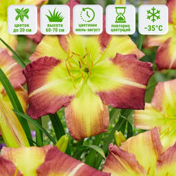 Лилейник Майк Рид