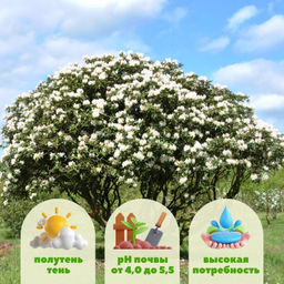 Рододендрон Каннингемс Уайт