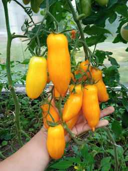 Томат ДЛИННЫЙ ЧУЛОК Множество плодов на каждом растении! Изумительный вкус! - Уральский дачник фото 2