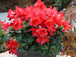 Рододендрон Scarlet Wonder (Скарлет Вондер) - Долина роз фото 5