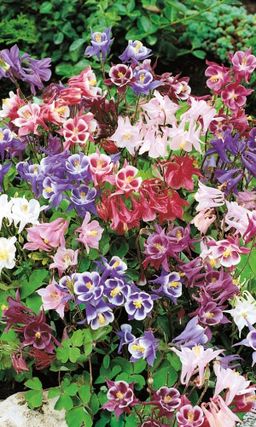 Аквилегия БИДЕРМЕЕР