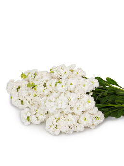 Маттиола срезочная махровая Бьютифул Парфюм Блаш Нуазет - Партнер фото 4