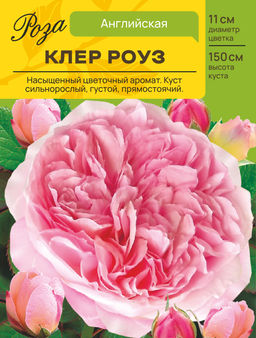 Роза Клер Роуз (Английская) С ЦВ.НАКЛЕЙКОЙ 1шт